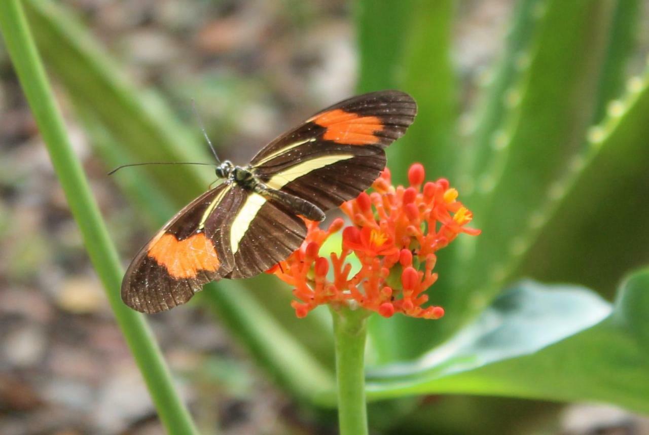 Canto Da Coruja - Ecohospedagem Hotel *