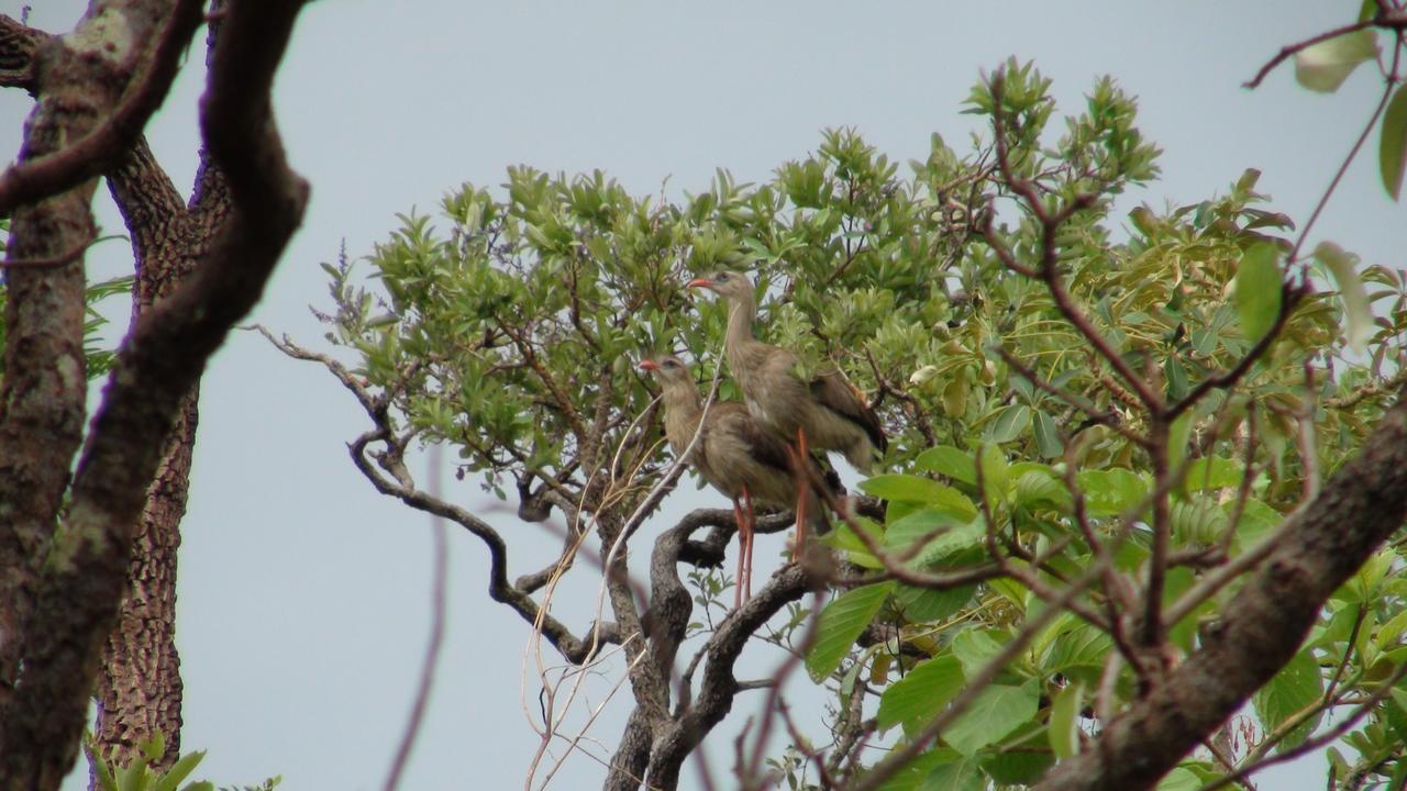 Canto Da Coruja - Ecohospedagem Sao Jorge (Goias)