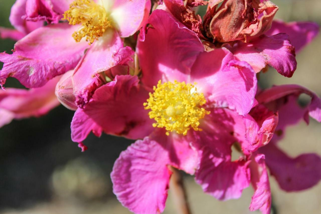 Canto Da Coruja - Ecohospedagem
