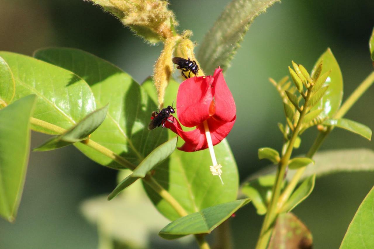 Canto Da Coruja - Ecohospedagem 酒店 Sao Jorge (Goias)